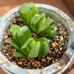 多肉植物　2苗入　ハオルチア  玉扇系　鉢ごとの画像