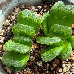 多肉植物　2苗入　ハオルチア  玉扇系　鉢ごとの画像