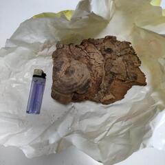 【年代物・珍品】サルノコシカケ