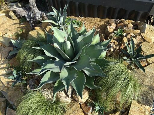 アガベ オバティフォリア バンジー 特大株 幅850✕高さ420 多肉