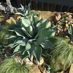 アガベ オバティフォリア バンジー 特大株 幅850✕高さ420