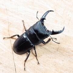 大阪府高槻市産 本土ヒラタクワガタCBF1新成虫(♂×3)トリオセット