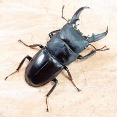 本土ヒラタクワガタ(大阪府高槻市産)CBF1新成虫(♂×3)トリオセットの画像