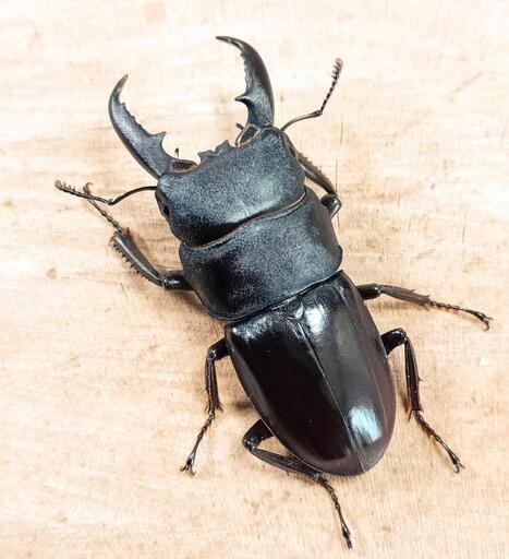 本土ヒラタクワガタ(大阪府高槻市萩谷産)CBF1新成虫(♂×3)トリオセット