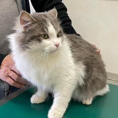 人なれしてます。元飼い猫？モフモフ君