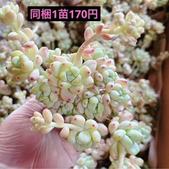 28〜31 多肉植物　韓国苗