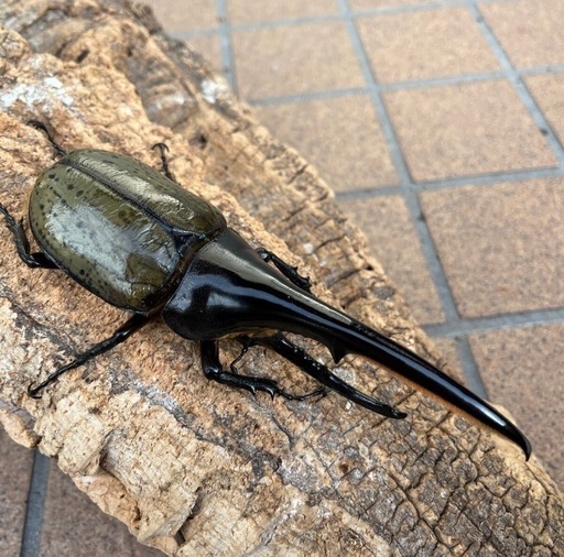 ヘラクレスオオカブト 160ミリ ペア