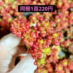 27.チワワエンシスの画像