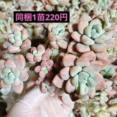 27.チワワエンシスの画像