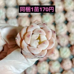 27.チワワエンシスの画像