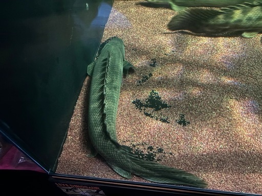 チャドビキール65㎝±