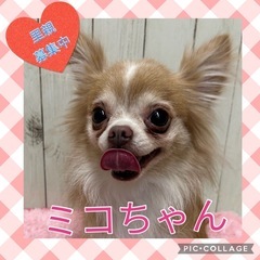 引退犬の里親募集★チワワのミコちゃん★
