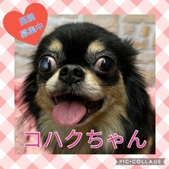 引退犬の里親募集★チワワのコハクちゃん★