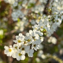 🌸春からはじめる美白習慣で、一年中透明感あふれる素肌を目指しましょう