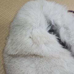 SAGAFURS着物ファーの画像