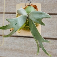 【観葉植物】 商談中　ビカクシダ P.F304×f307×willinckii  Scofield' Tatsuta× Copper Will の画像