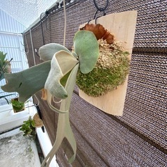 【観葉植物】 商談中　ビカクシダ P.F304×f307×willinckii  Scofield' Tatsuta× Copper Will の画像