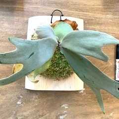 【観葉植物】 商談中　ビカクシダ P.F304×f307×willinckii  Scofield' Tatsuta× Copper Will の画像
