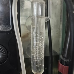 初めての水槽setの画像