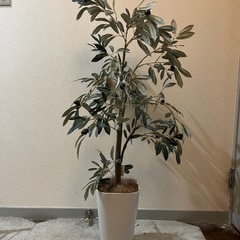 フェイクグリーン　オリーブ　光触媒の画像