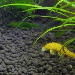 コリドラスステルバイとアルビノブッシープレコのセット売の画像