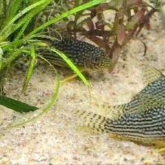 コリドラスステルバイとアルビノブッシープレコのセット売の画像