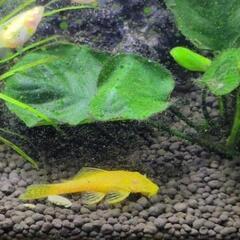 コリドラスステルバイとアルビノブッシープレコのセット売の画像