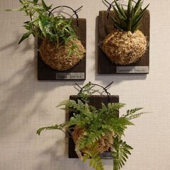 観葉植物 板付け3点セット(サンスベリア、ヘデラ、ダバリア)