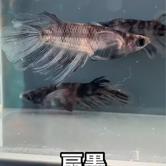 めだか販売！の画像