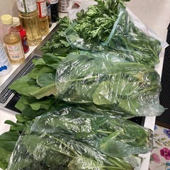 ほうれん草と春菊
