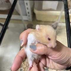 ダヴバンデッド　アプリコットバンデッド　ロングヘアーハムスター - ペット