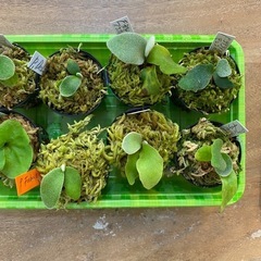 【観葉植物】 商談中　ビカクシダ　苗ちゃんセット 8個