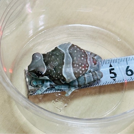 【お取引中】【生体】ミルキーフロッグ 4cm～(残り4匹)