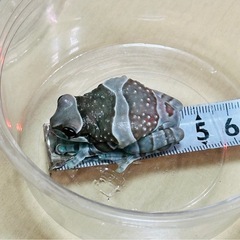 【お取引中】【生体】ミルキーフロッグ 4cm～(残り4匹)の画像
