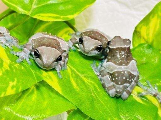 【お取引中】【生体】ミルキーフロッグ 4cm～(残り4匹)