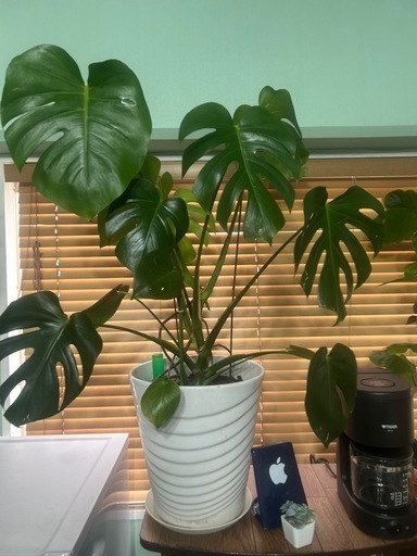 観葉 植物　大型モンステラ(初心者でも大丈夫です)