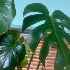 観葉 植物　大型モンステラ(初心者でも大丈夫です)の画像