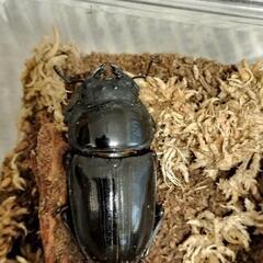 オオクワガタ 能勢YG ♂1♀4 即ブリ個体の画像