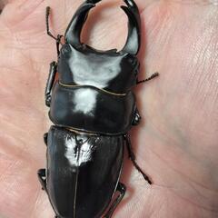 オオクワガタ 能勢YG ♂1♀4 即ブリ個体の画像