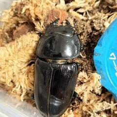 オオクワガタ 能勢YG ♂1♀4 即ブリ個体の画像