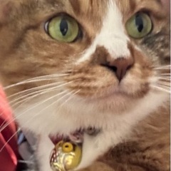 猫が居なくなりました