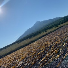 利尻島昆布干しバイトの画像