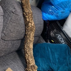 爬虫類用品