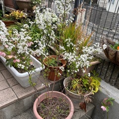 ユキヤナギの画像