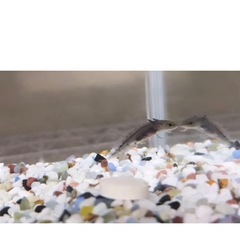 ウーパールーパーブラック