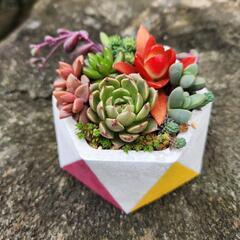 【取引中】多肉植物 3/29-2