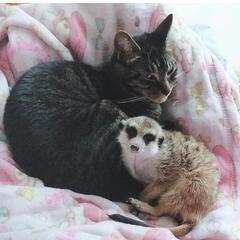 キジトラ猫　6才9ヶ月　、ミーアキャット　2才7ヶ月　猫用ホイール