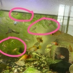 ミッキーマウスプラティ10匹＋水草(マツモ)