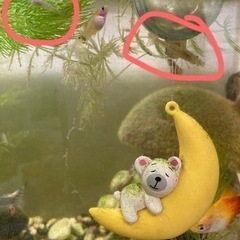 ミナミヌマエビ10匹＋水草(マツモ)