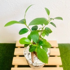 ガジュマル　観葉植物　ハイドロカルチャー②の画像